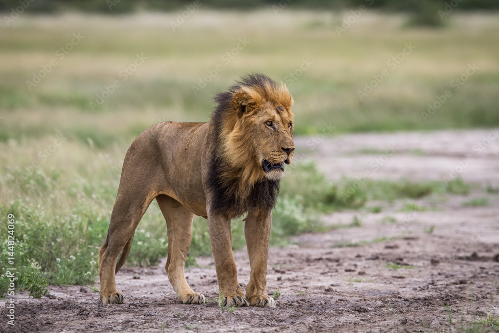 Naklejka premium Male Lion standing on dirt.