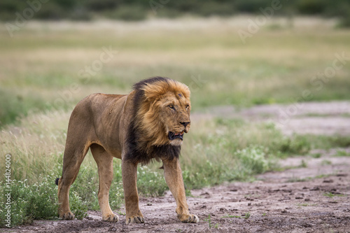 Male Lion standing on dirt.