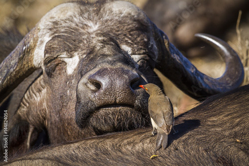 Schilderij op canvas African buffalo and Red-billed Oxpecker in Kruger National park, South Africa