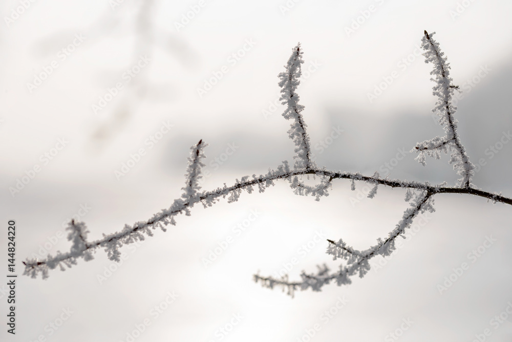 Magic macro of a twig covered by snow and frost in winter, with the sun in the background Magic macro of a twig covered by snow and frost in winter, with the sun in the background