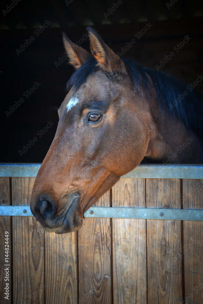 Naklejka Gniady koń wyglądający ze swojej stajni