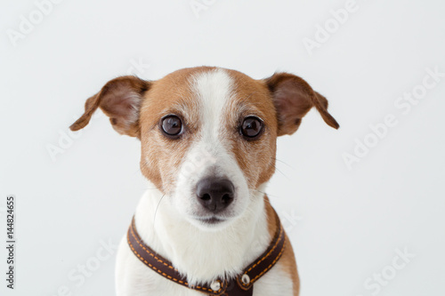 Adorable dog looking at camera © demphoto