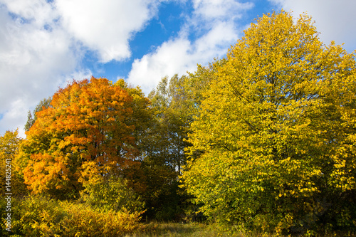 Colourful trees in autumn