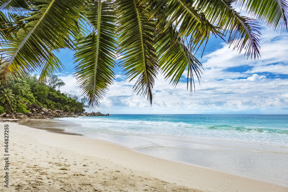 Fototapeta premium Tropical beach palm tree