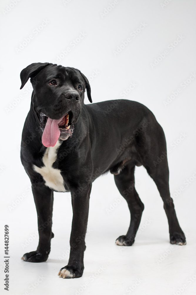 Funny black labrador on a white background. Happy dog