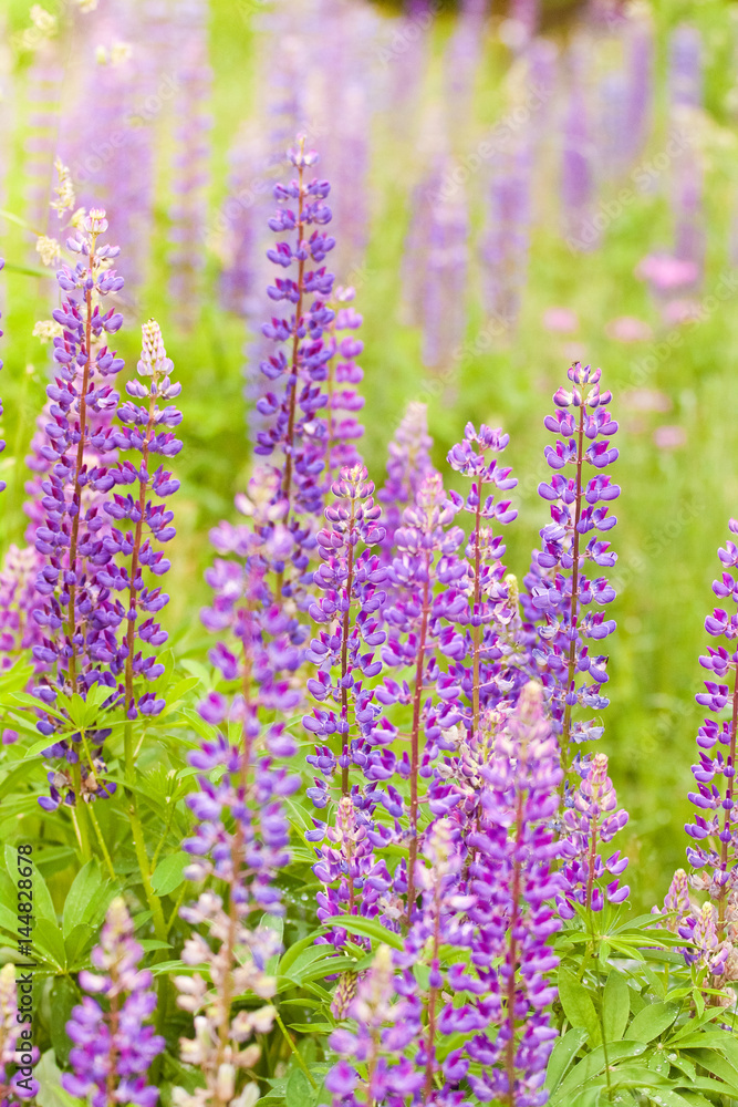 Obraz premium Summer meadow