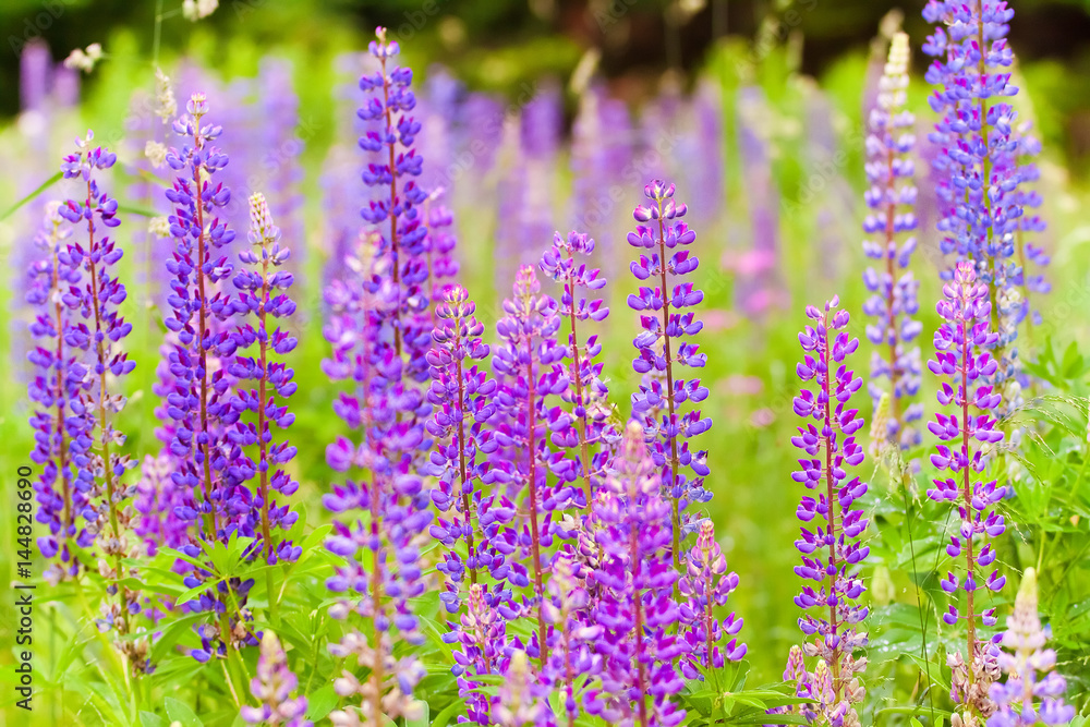 Obraz premium lush violet flowers
