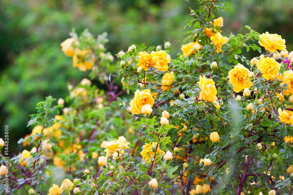 yellow clinging roses, a lush bloom