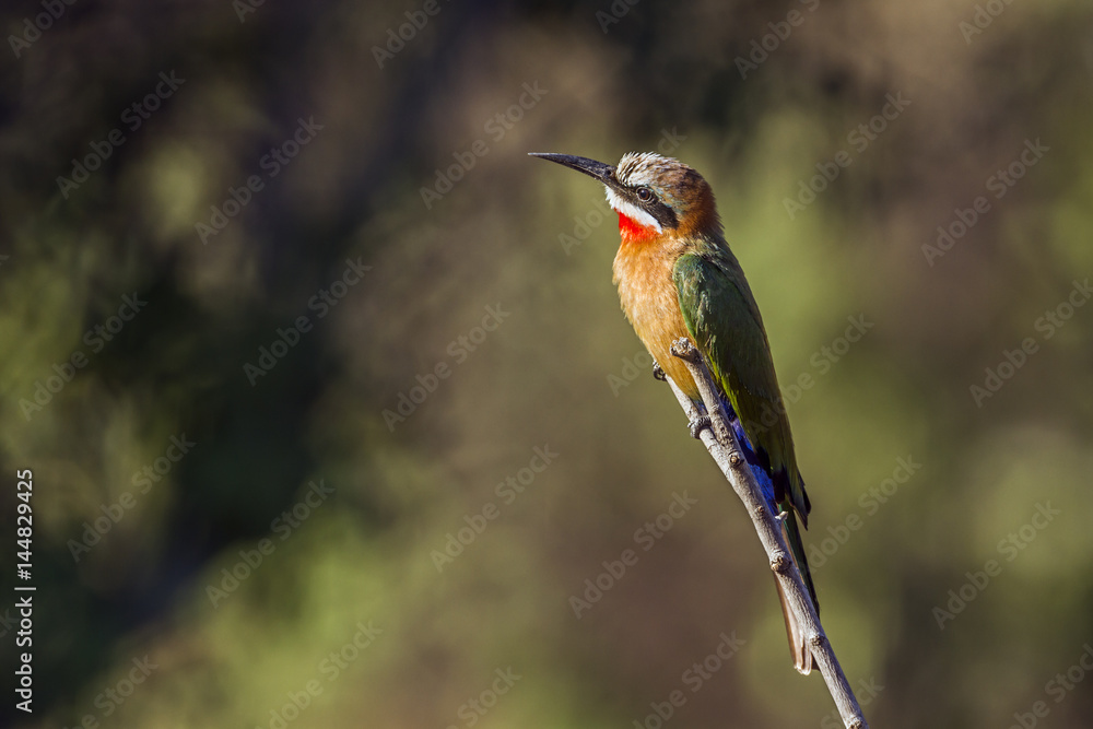 White-fronted Bee-eater in Kruger National park, South Africa White-fronted Bee-eater in Kruger National park, South Africa