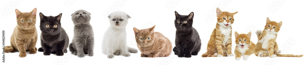 cat on a white background cat on a white background