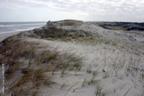 Island Beach State Park. Miles of sand dunes photo