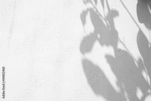 background shadow of the leaves on a white concrete wall