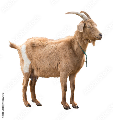 Photo Adult red goat with horns and milk udder. Isolated