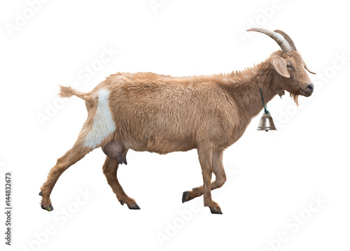 Fototapeta Naklejka Na Ścianę i Meble -  Adult red goat with horns and milk udder. Isolated