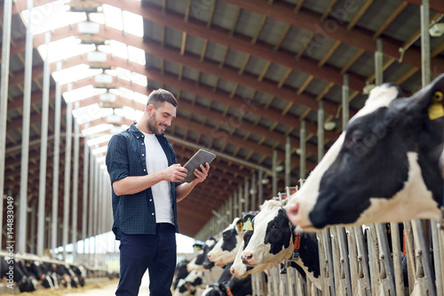 young man with tablet pc and cows on dairy farm