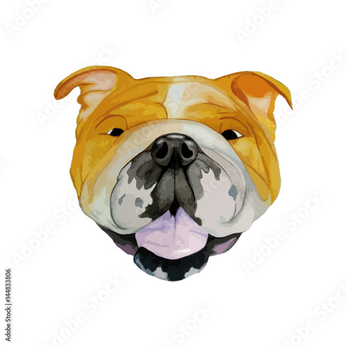 Hand Drawn wattercolor Illustration of bulldog in doodle style. photo