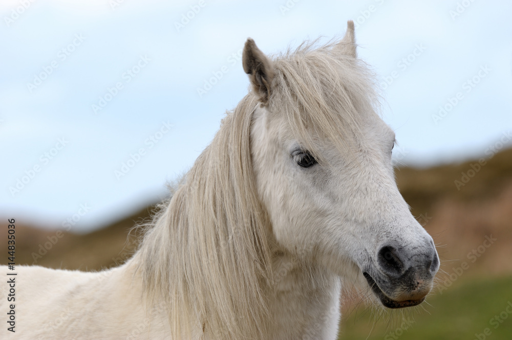 Weißes Pferd in der Landschaft Weißes Pferd in der Landschaft