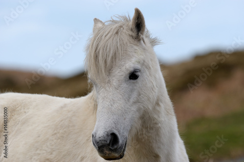 weißes Pferd in der Landschaft