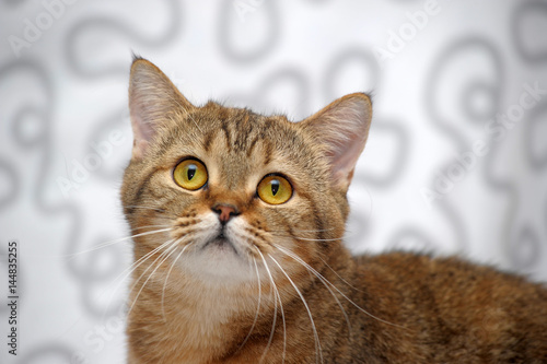 British young tabby cat photo