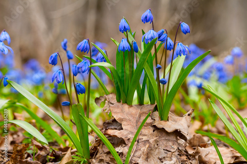 Foto Blue snowdrop blossom flowers in early spring in the forest
