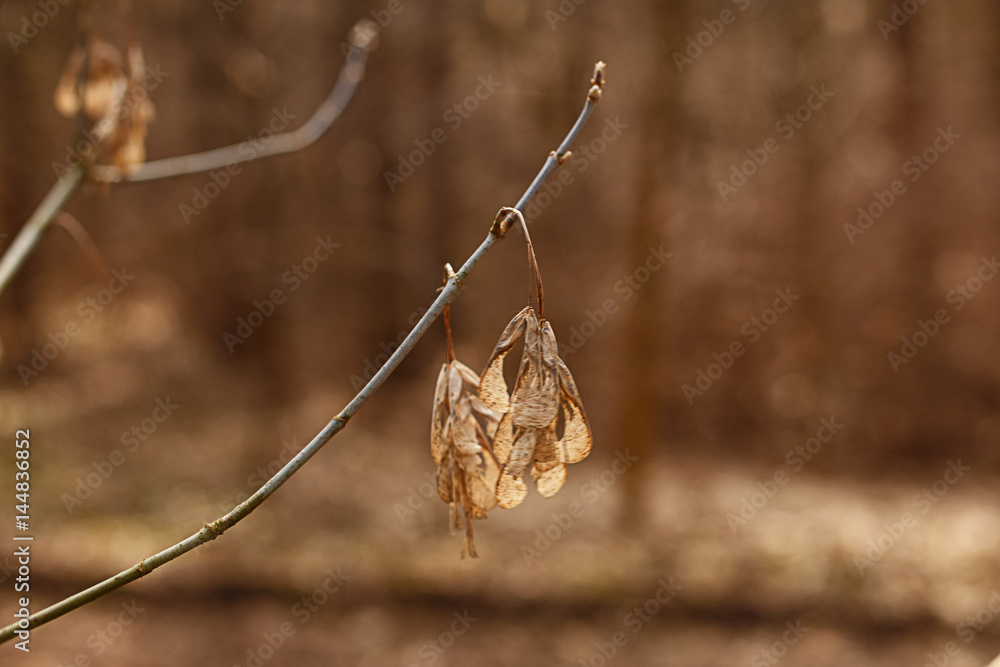 Fototapeta premium Autumn coniferous forest