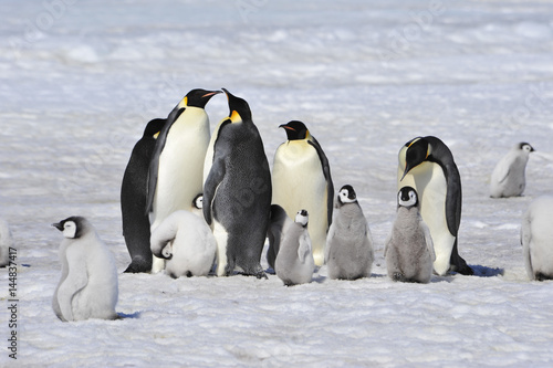 Emperor Penguins with chick