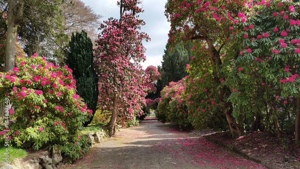 Rhododendrons   Wicklow Ireland