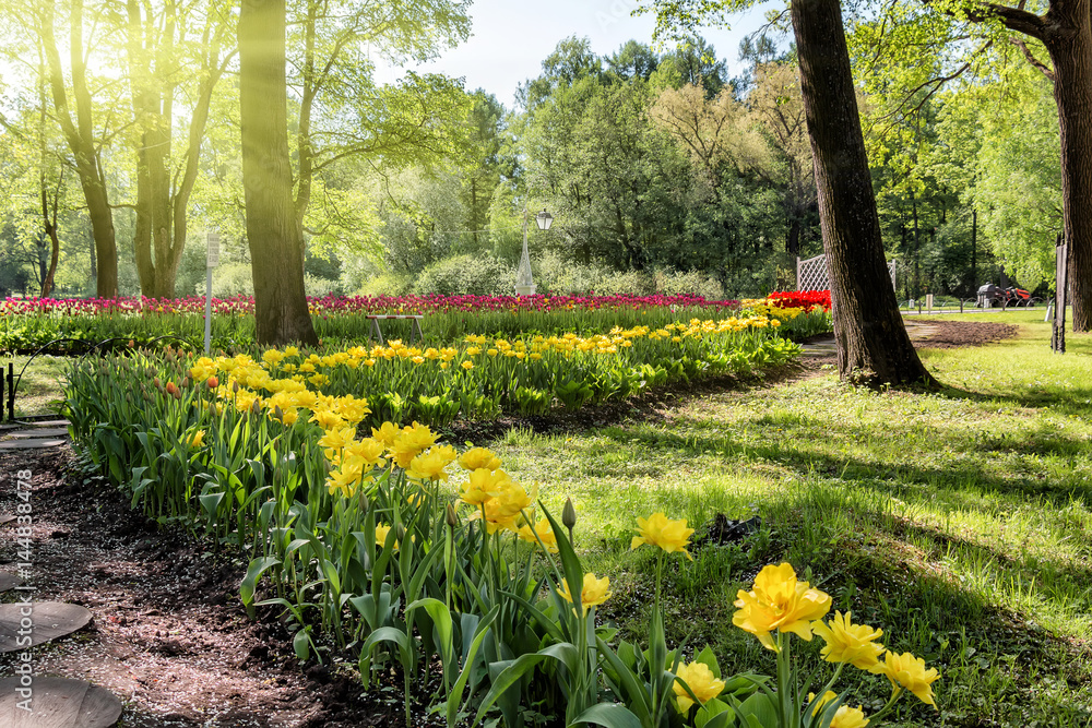 Obraz premium Flowerbeds with yellow and red tulips in the park in the morning