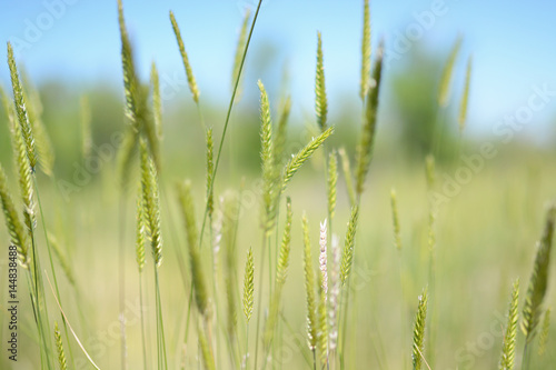 Ryegrass, selective focus and diffused background photo