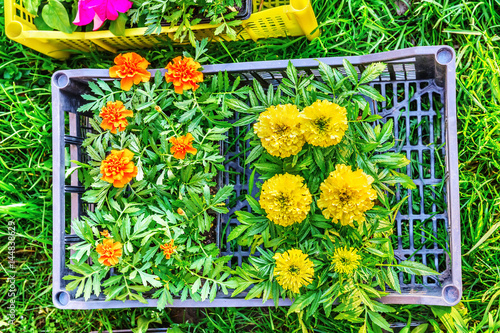 Seedlings of marigolds in a box on green grass prepared for planting