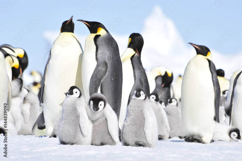 Obraz premium Emperor Penguins with chicks