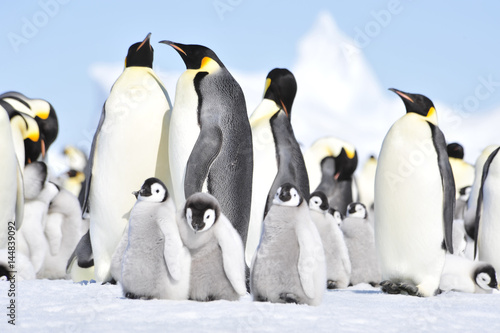 Emperor Penguins with chicks