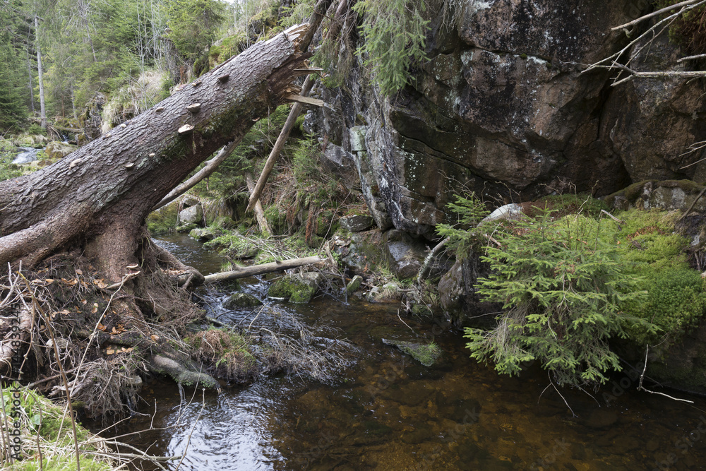 Fototapeta premium Beautiful Wilderness from the spring Mountains Sumava in southern Czech