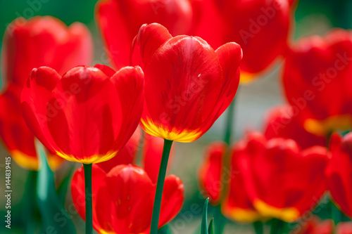 Bright red tulip flowers background