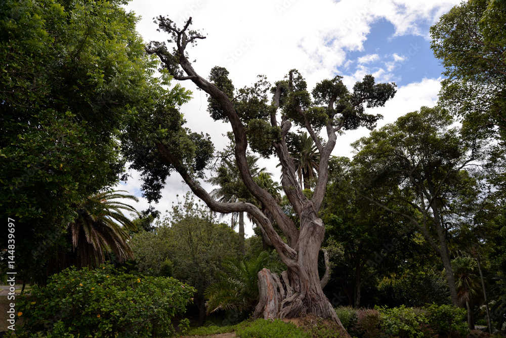 Jardim António Borges (Ponta Delgada, Azoren) Jardim António Borges (Ponta Delgada, Azoren)