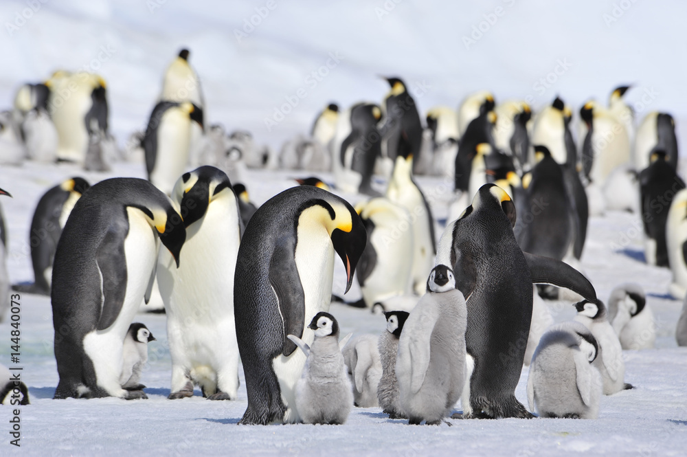 Obraz premium Emperor Penguins with chick