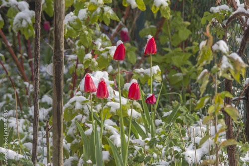 Schneebedeckte Tulpen photo