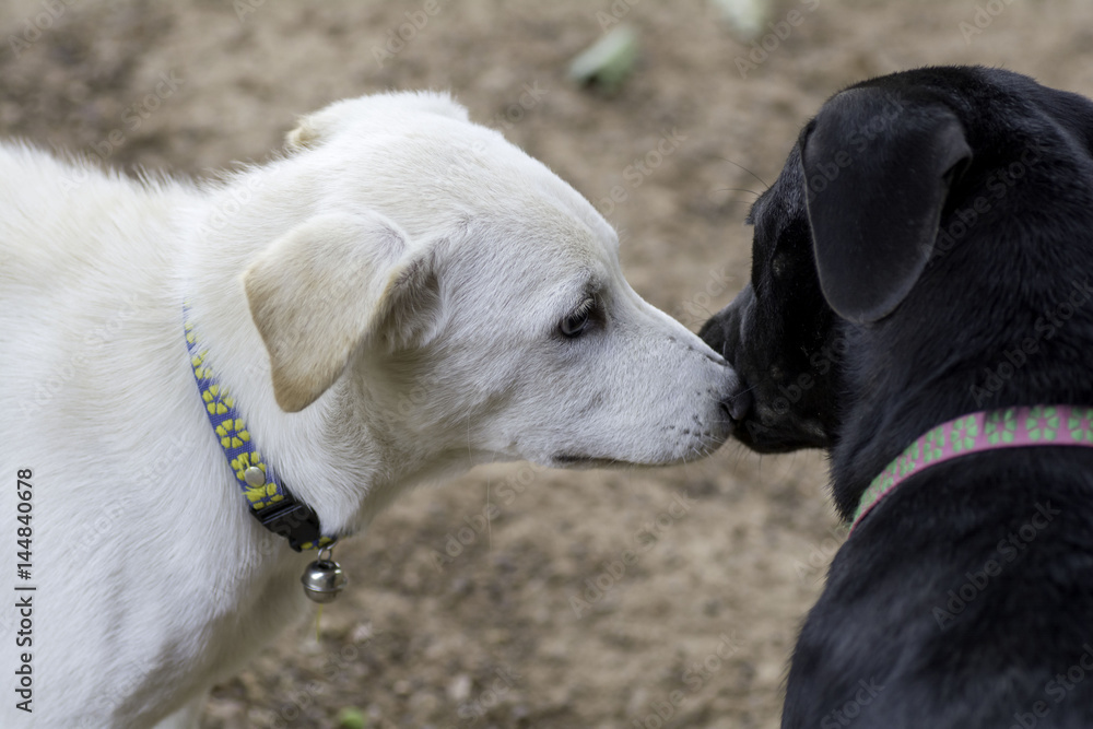 White dogs and black dogs are sniffing. White dogs and black dogs are sniffing.