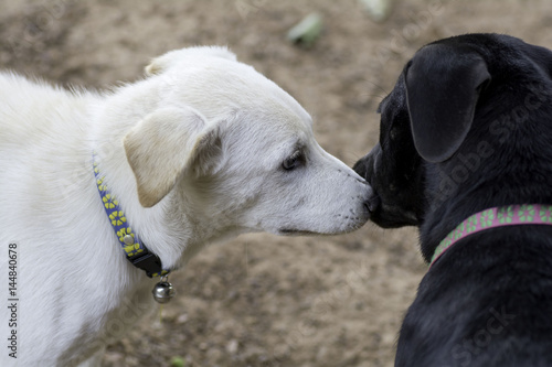 White dogs and black dogs are sniffing.