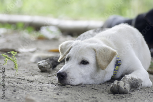 White dog lying on the ground