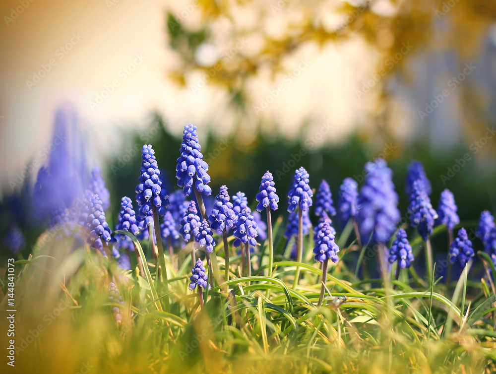 Obraz premium Blue Muscari blooming in the garden