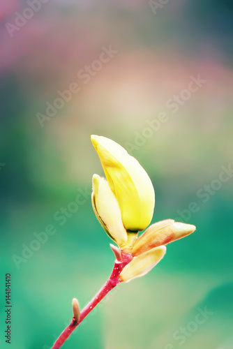 Closed magnolia bud on a green background. A gentle photo of the first spring flowers. Natural background.  