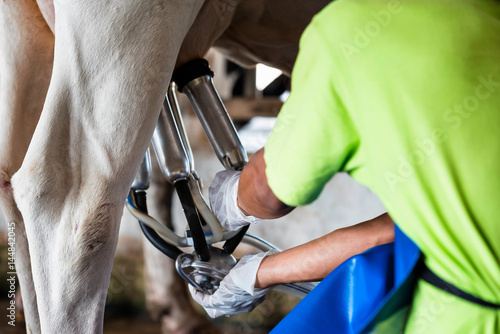 Fotografia Cow milking facility and mechanized milking equipment.