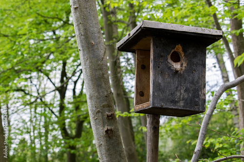 Wooden birdhouse hanging on a tree background