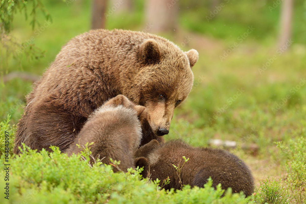 Obraz premium brown bear mother with cubs in a forest