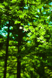 Green maple leaves forest background