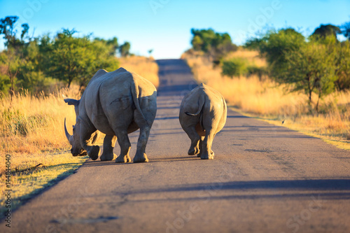 A rhino mother and calf walk together on a road in the Pilansberg national park. photo