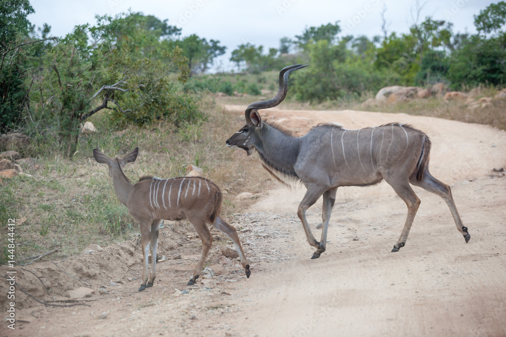 Fototapeta premium A male Kudu and calf, Kruger Park, South Africa.