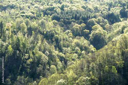 Valley covered with forests in spring  green background.