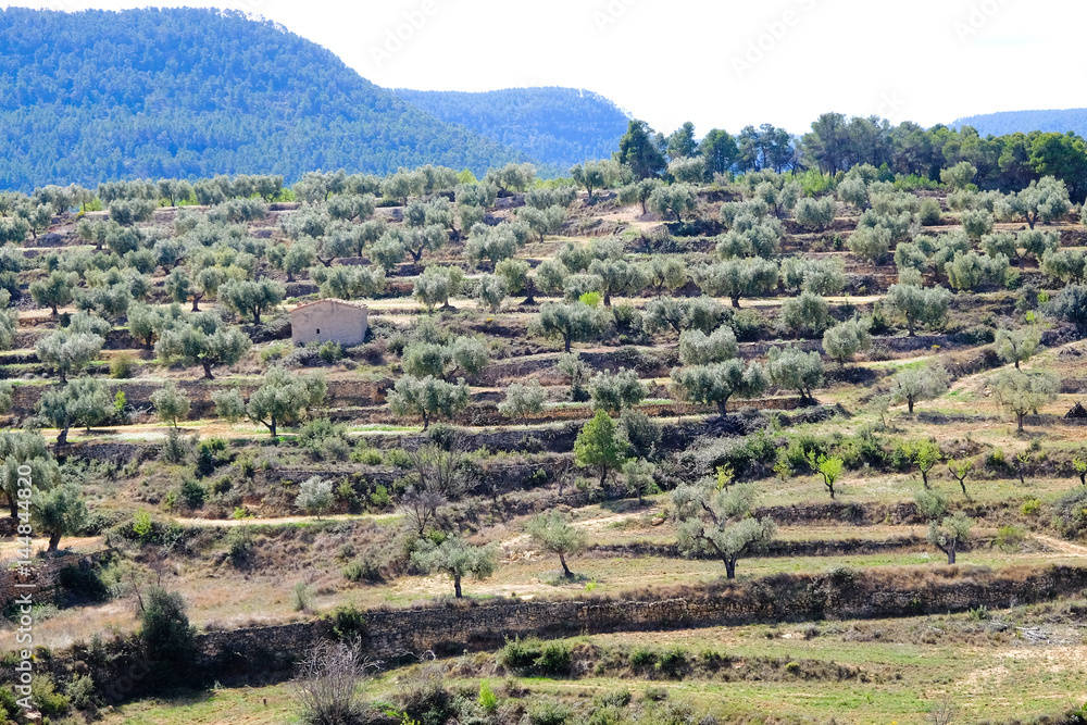 Hut and olive grove